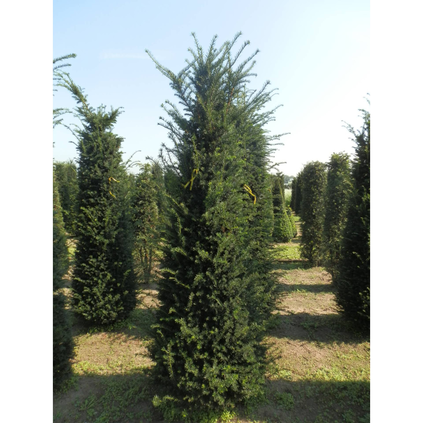 Hedging Taxus Baccata Rootballed 250-275cm plant height - TAKING ORDERS FOR AUTUMN 2024