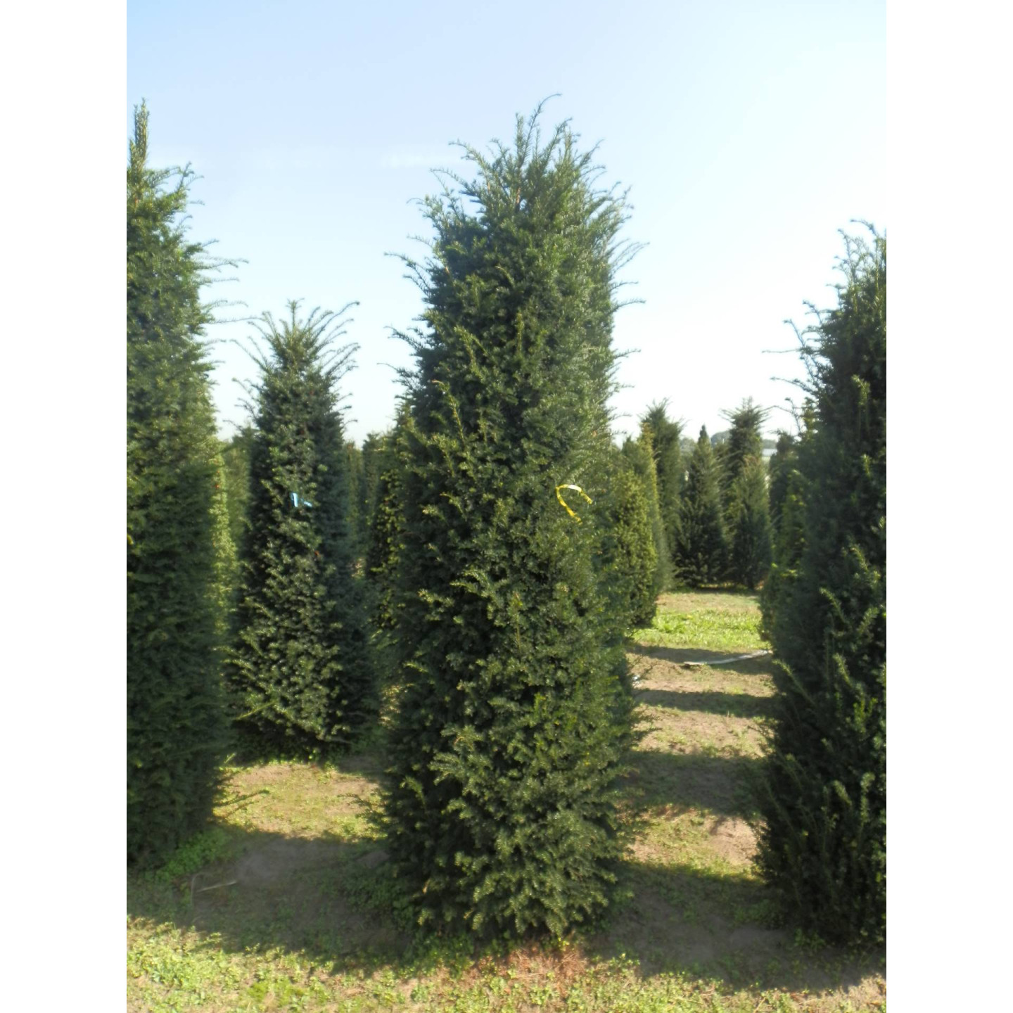 Hedging Taxus Baccata Rootballed 275-300cm plant height - TAKING ORDERS FOR AUTUMN 2024