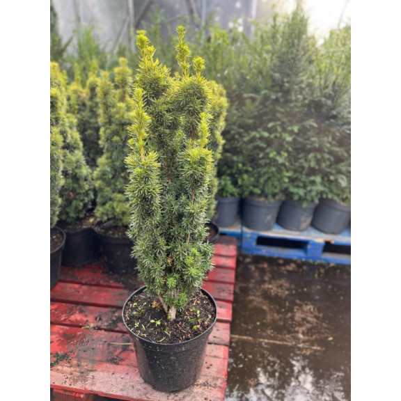 Taxus Baccatta. 'David' 60-80cm planted height in 10 litre pot