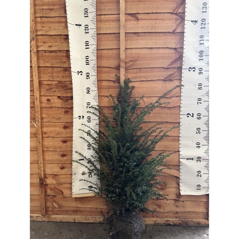 Hedging Taxus Baccata Hedging 60-80cm plant height - TAKING ORDERS FOR AUTUMN 2024