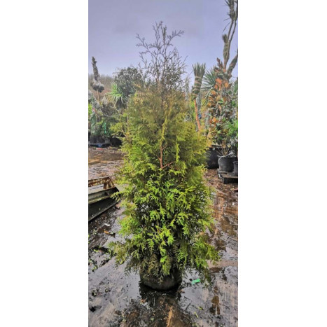 Thuja Occidentalis 'Brabant' 175-200cm Rootballed - TAKING PRE ORDERS FOR AUTUMN 2024