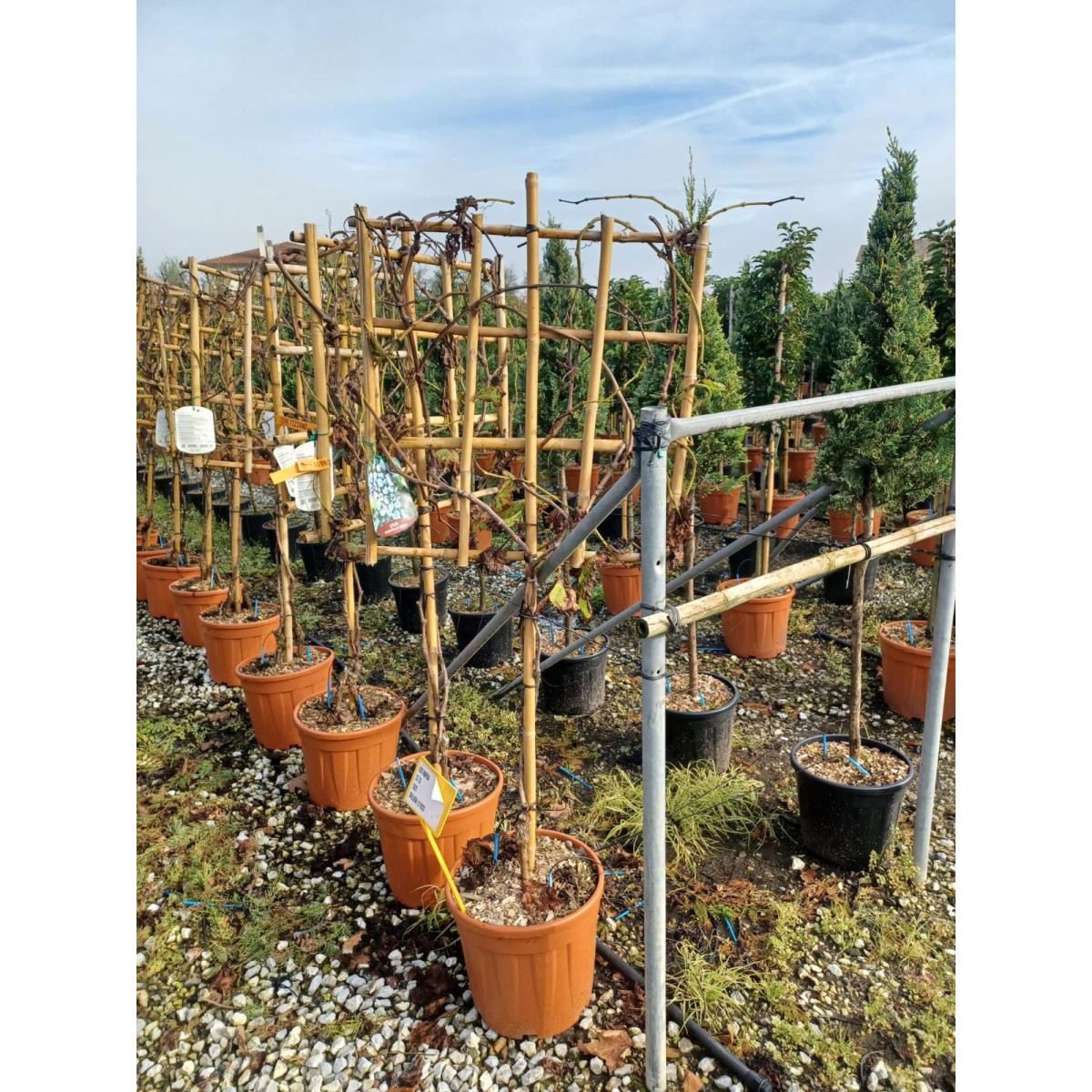 Grape Vine Pleached, 90-100cm Stem, 8-10cm Girth, 70x70cm Frame