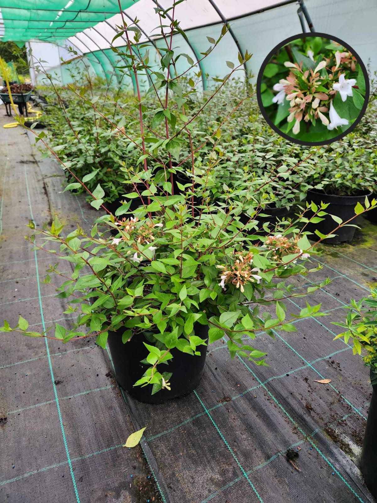 Abelia Grandiflora - 10L Container