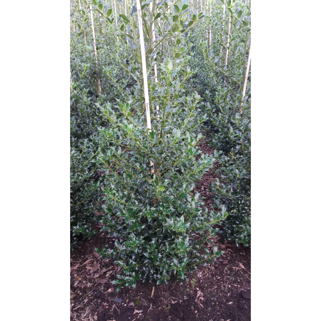 Holly 'Alaska' (Ilex Aquifolium 'Alaska') , 100-120cm, Rootball - AVAILABLE NOW