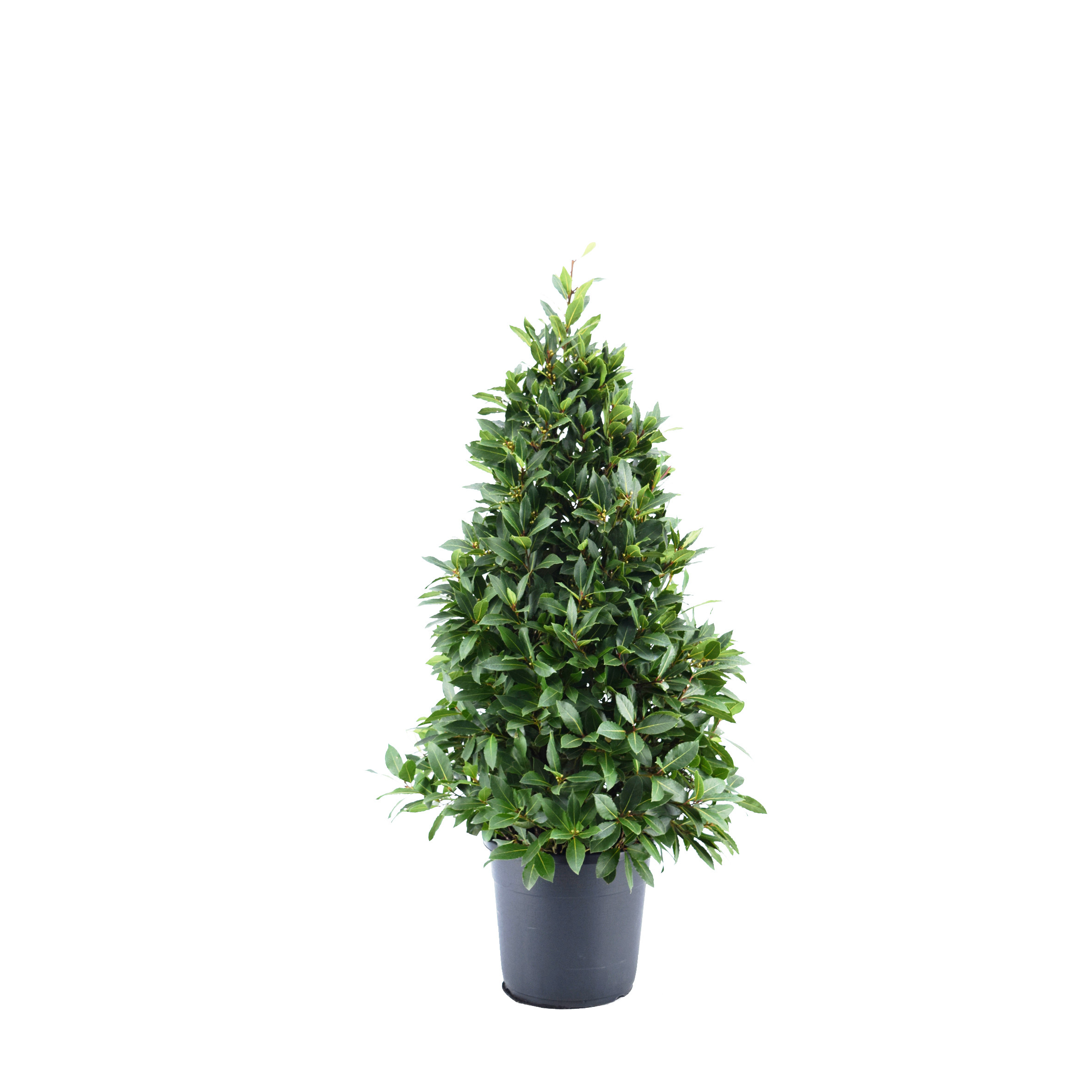 Bay Tree Laurus Nobilis Cone 130cm / 4ft 3in including pot height - DELIVERY AUGUST 2024