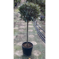 Bay Tree Laurus Nobilis Ball on Stem, Total height 120cm including pot height (head dia 40-45cm) -  - DELIVERY AUGUST 2024