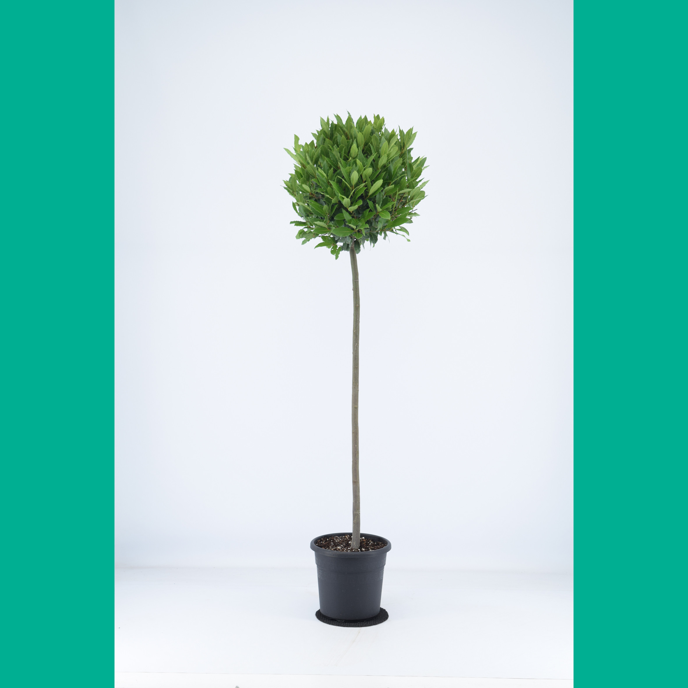 Bay Tree Laurus Nobilis Ball on Stem, Total Height 130cm including pot height (head dia 45-50cm) - DELIVERY AUGUST 2024