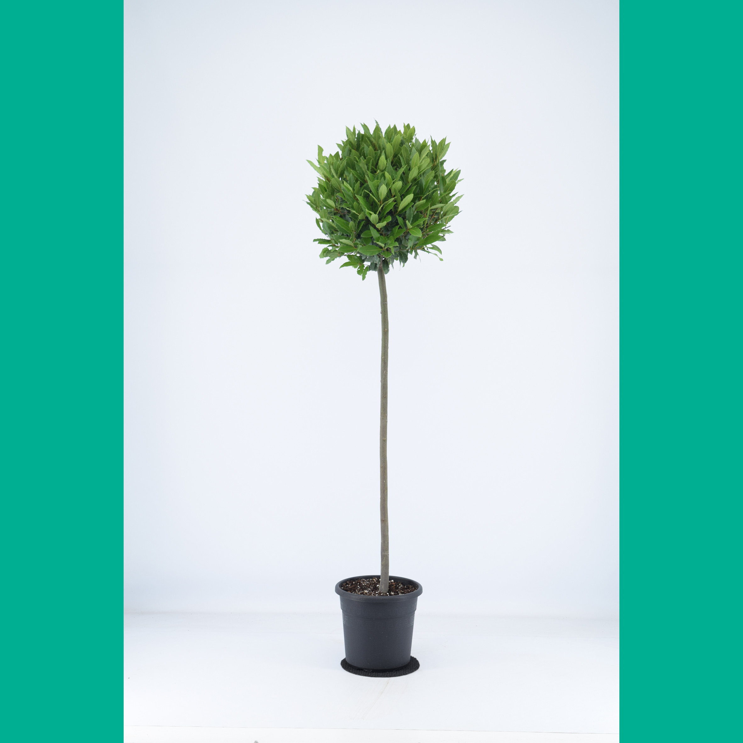 Bay Tree Laurus Nobilis Ball on Stem, Total Height 130cm including pot height (head dia 45-50cm)