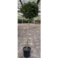 Bay Tree Laurus Nobilis Ball on Stem, total height 210cm including pot height (head dia 65/70cm) - DELIVERY AUGUST 2024