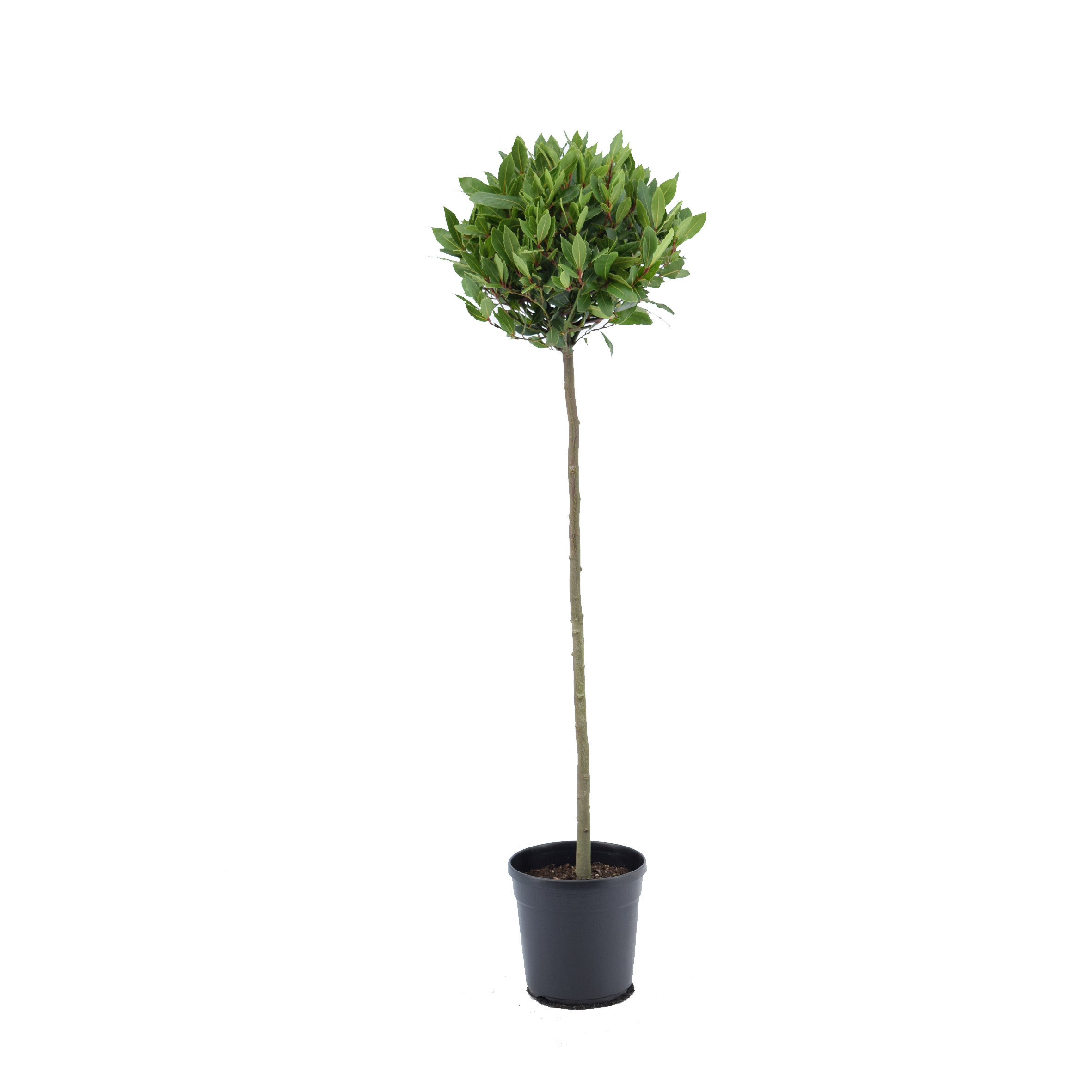 Bay Tree Laurus Nobilis Ball on Stem, Total height 110cm including pot height (head dia 30-35cm)