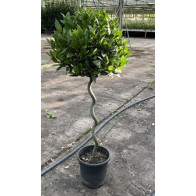 Bay tree Laurus Nobilis Ball on Twisted Stem, Total height 120-130cm, Head size 40-45cm dia head - DELIVERY AUGUST 2024