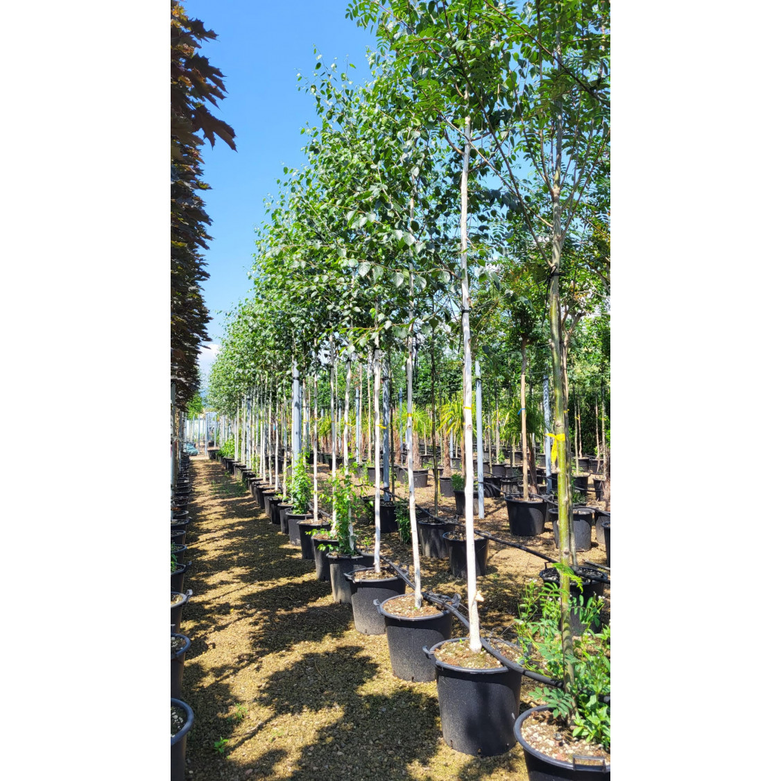 Silver Birch Single stem Betula Jacquemontii 8/10cm girth