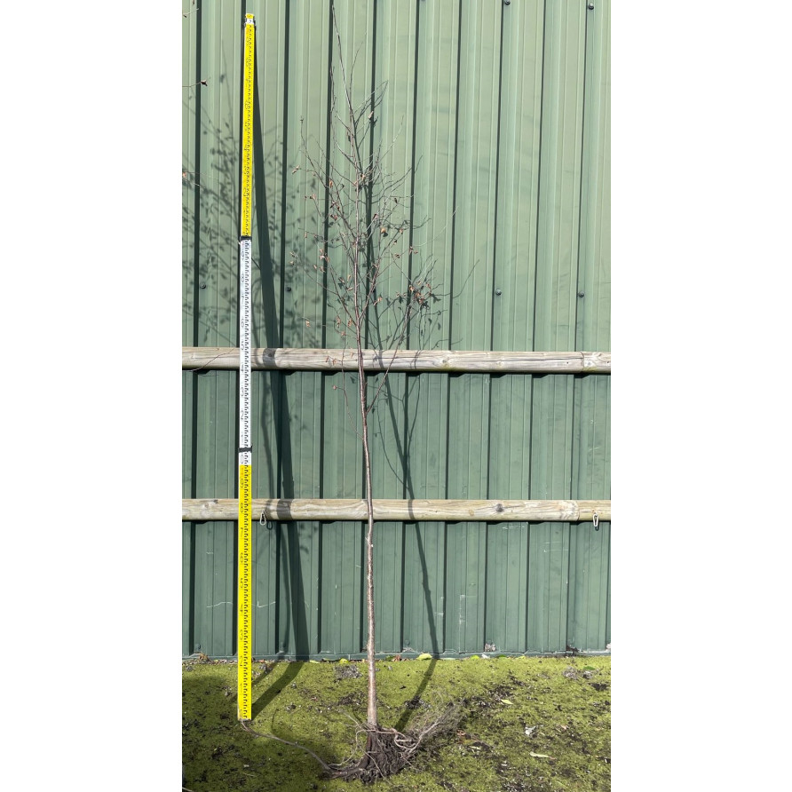 Silver Birch (Betula Pendula) Single stem 6-8cm girth 200-250cm (7-8ft) planted height BARE ROOTED