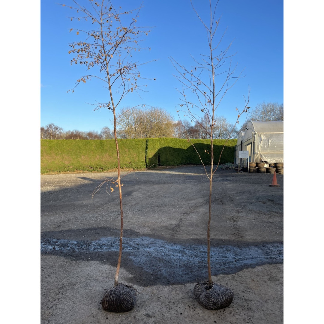 Silver Birch (Betula Pendula) Single stem 6-8cm girth 200-250cm (7-8ft) planted height ROOTBALL