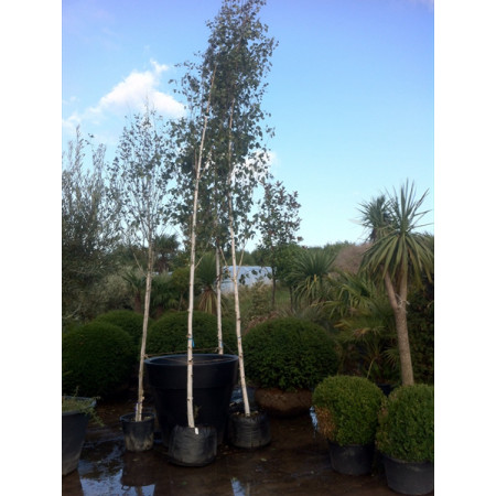 Silver Birch ''Jacquemontii'' (Betula Utilis), 18/20cm girth of the stem, 4-4.5m/16-18ft tall not including rootball