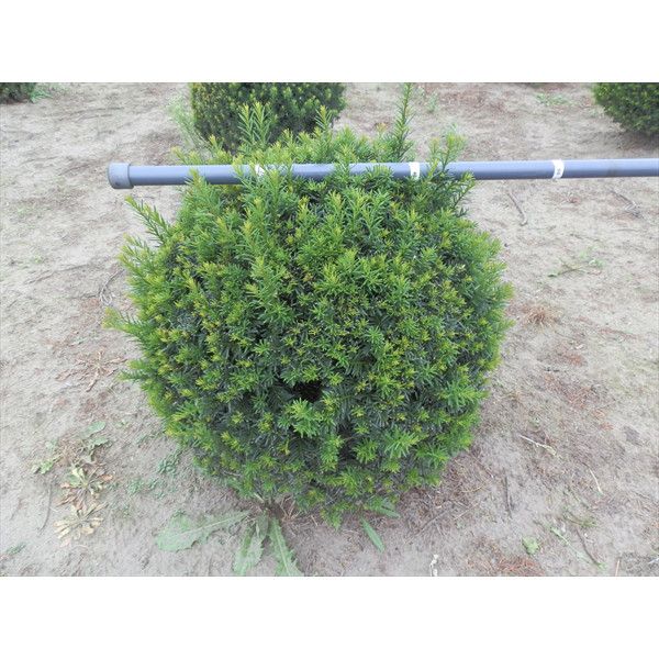 Taxus Baccata ball, 40cm