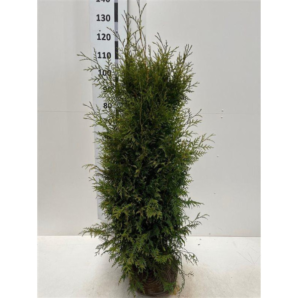 Thuja Occidentalis 'Brabant' 100-120cm Rootballed - AVAILABLE NOW