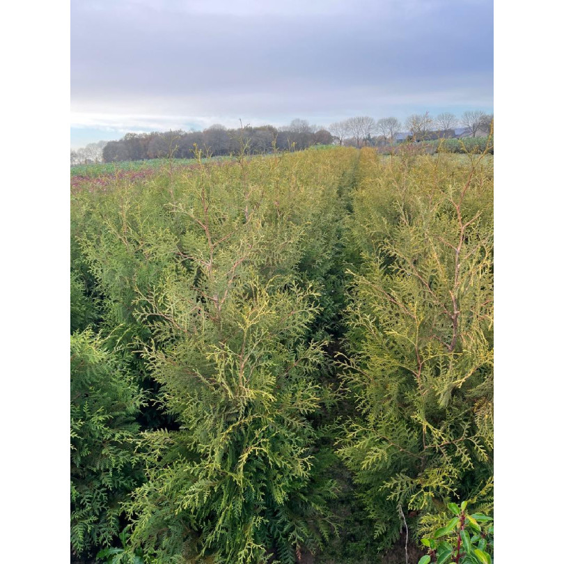 Thuja Occidentalis 'Brabant' 125-150cm Rootballed - AVAILABLE NOW