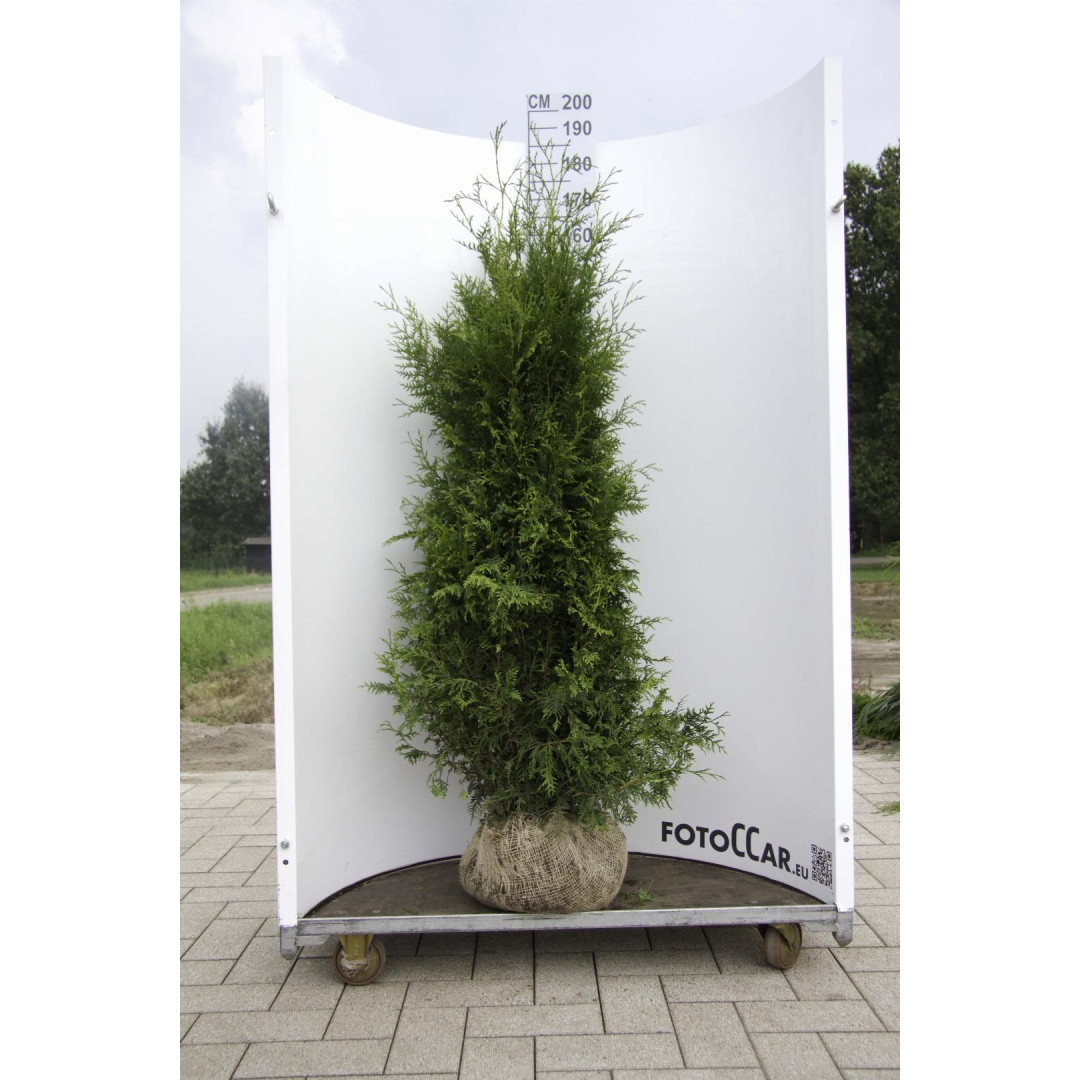 Thuja Occidentalis 'Brabant' 150-175cm Rootballed