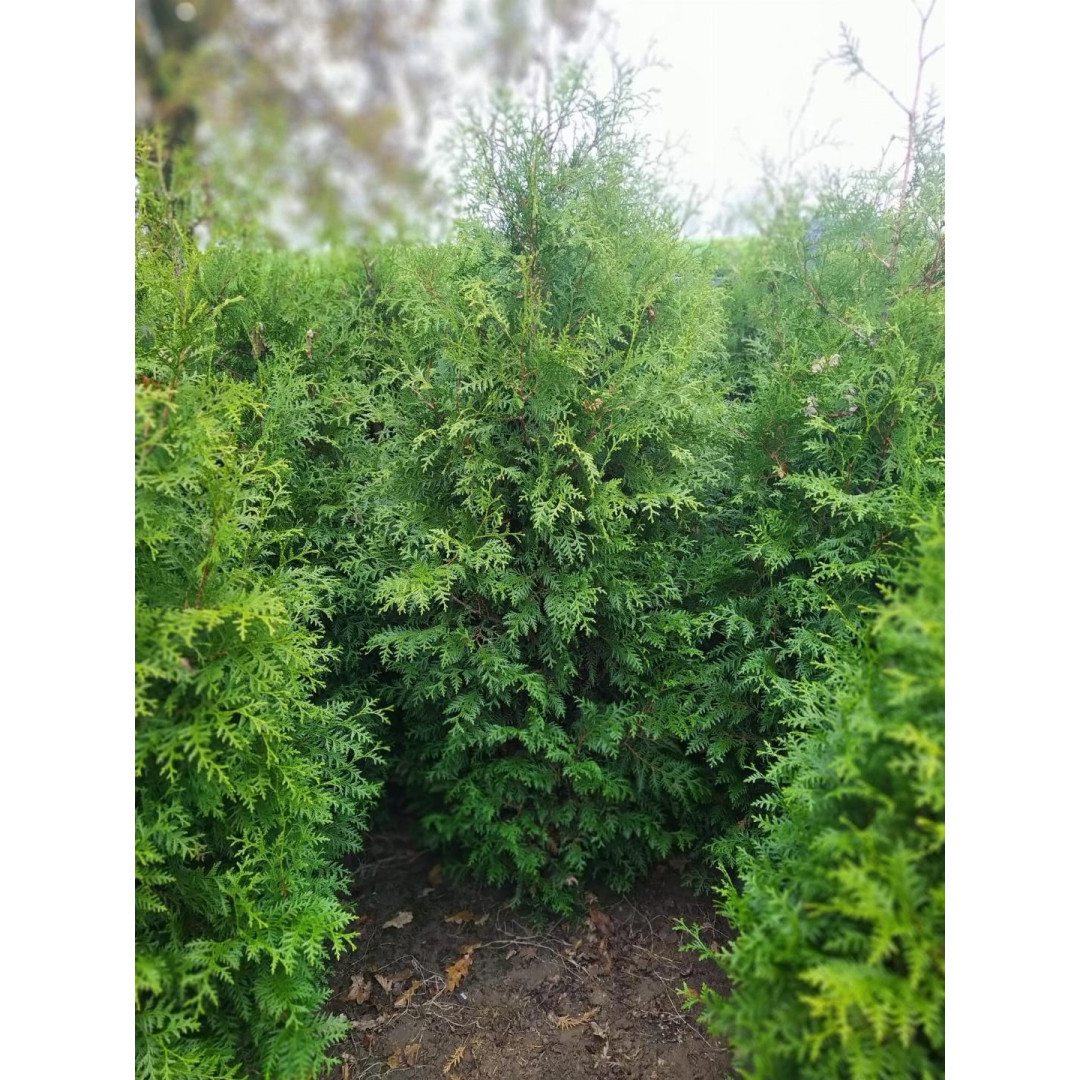 Thuja Occidentalis 'Brabant' 200-250cm Rootballed - TAKING PRE ORDERS FOR AUTUMN 2024