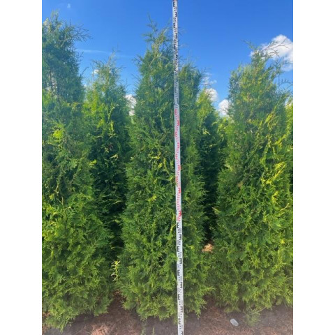 Thuja Occidentalis 'Brabant' 250-300cm Rootballed - AVAILABLE NOW