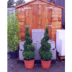 Box Buxus Spiral 90-100cm