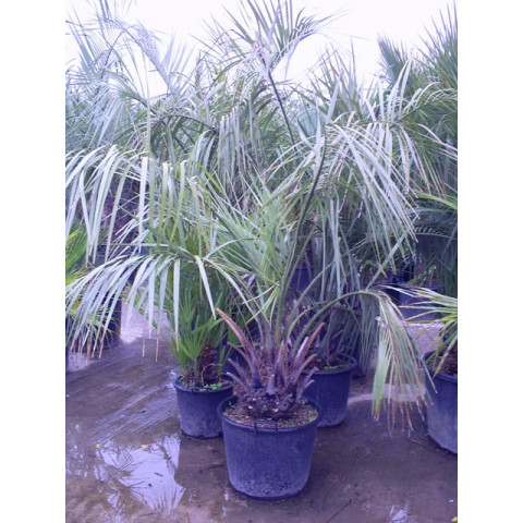 Butia Capitata Jelly Palm 180-210cmcm / 6-7ft including pot height