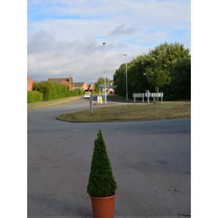 Box Buxus Cone, 75cm (2ft 5in)  Including Pot