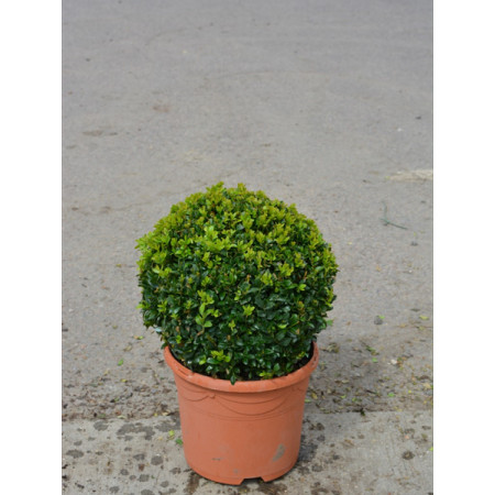 Box Buxus Ball, 25cm