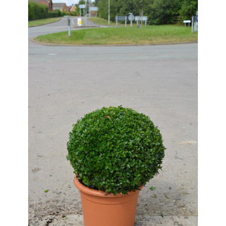 Box Buxus Ball, 40cm