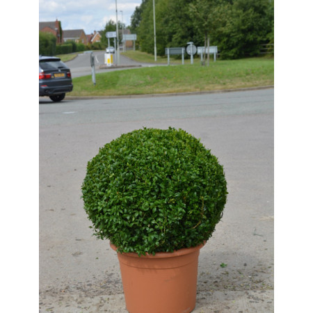 Box Buxus Ball, 50cm