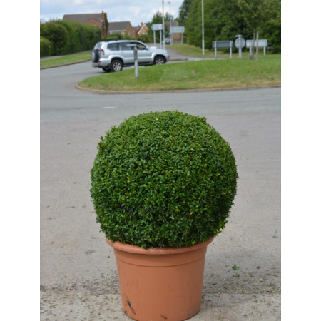 Box Buxus Ball, 60cm