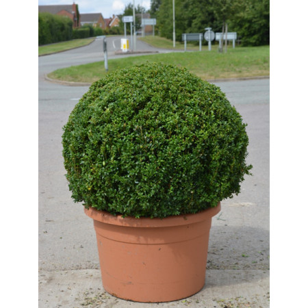 Box Buxus Ball , 70cm