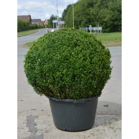 Box Buxus Ball, 80cm