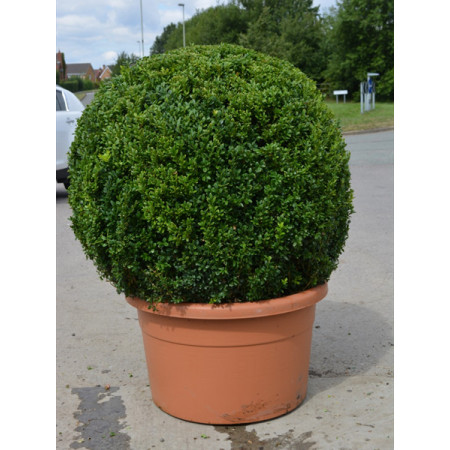 Box Buxus Ball, 90cm (3ft)