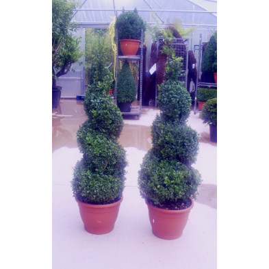 Box Buxus Spiral 110-120cm