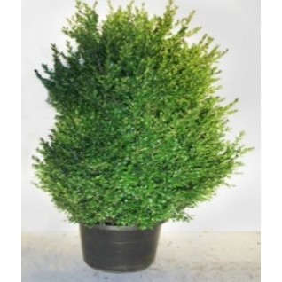 Buxus Bush, 110-130cm Planted Height