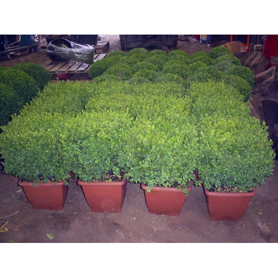 Box Buxus Cube 30cm (cube 30 x 30 x 30cm)