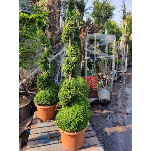 Box Buxus Spiral 130-140cm