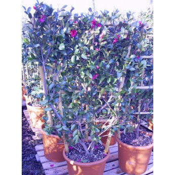 Camelia Sasangua Trellis 4 feet 6 inches x 2 feet 6inches