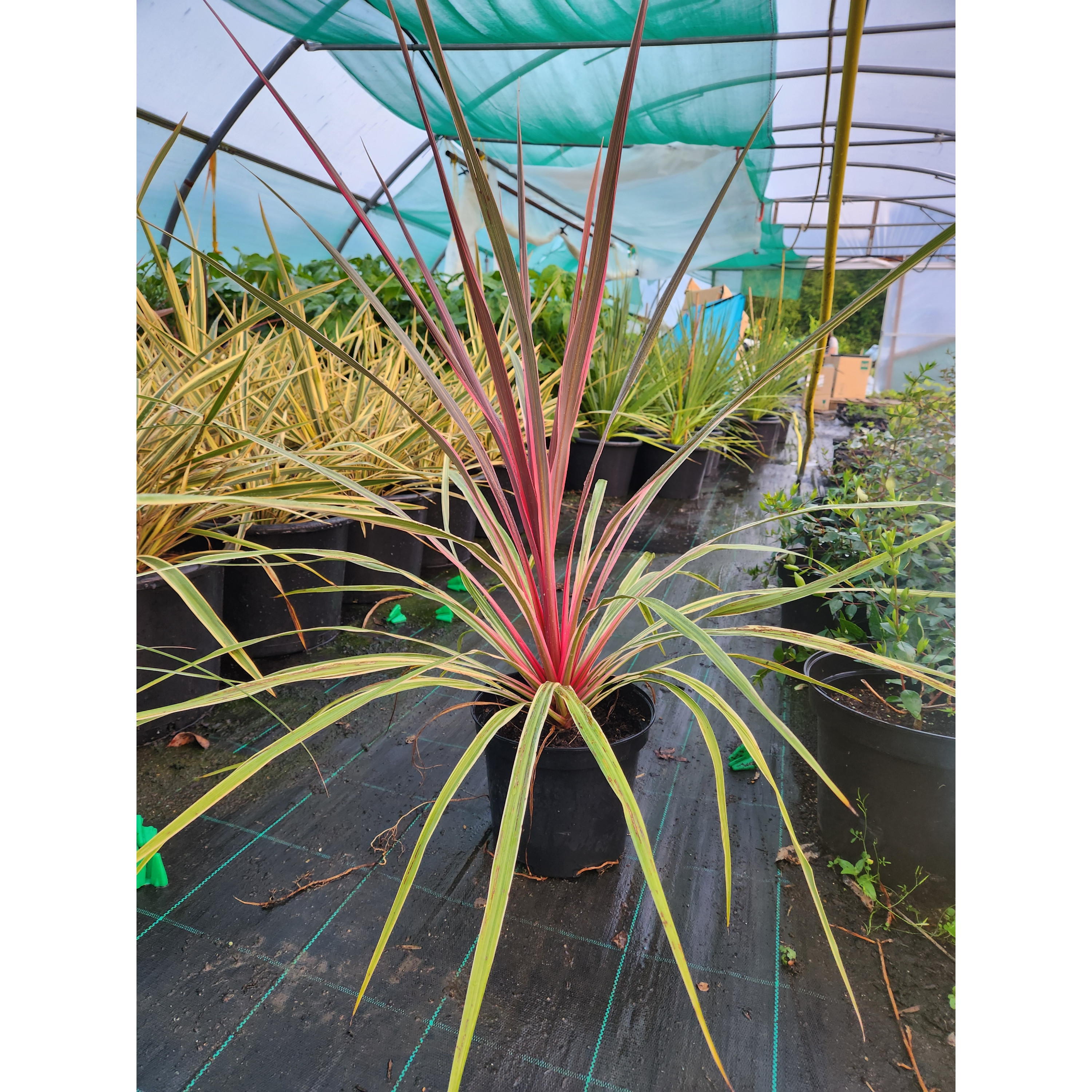 Cordyline 'Can Can' - 5L Container