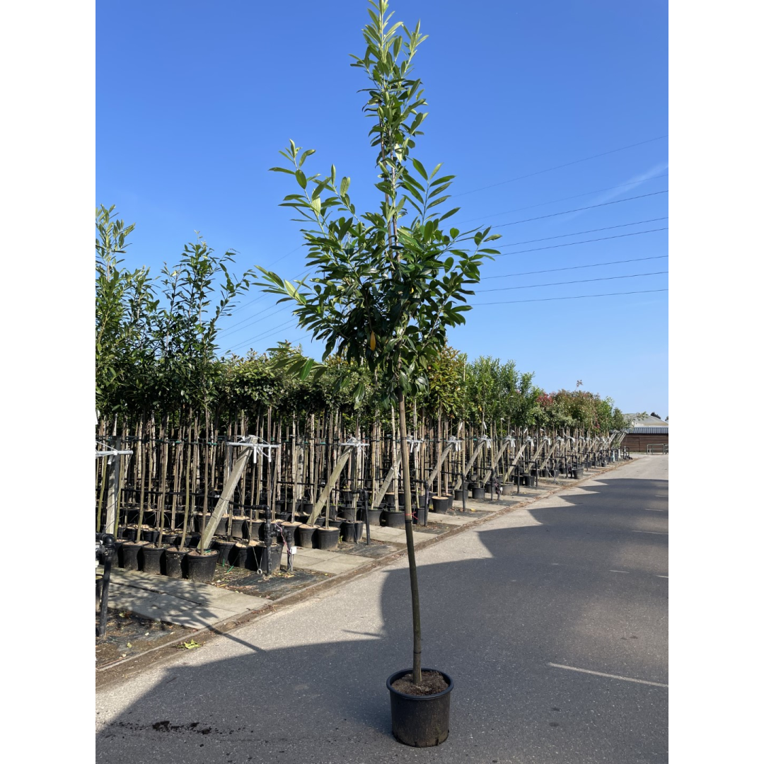 Laurel Prunus Laurocerasus 'CAUCASICA' 1.8m stem (10-12cm girth)