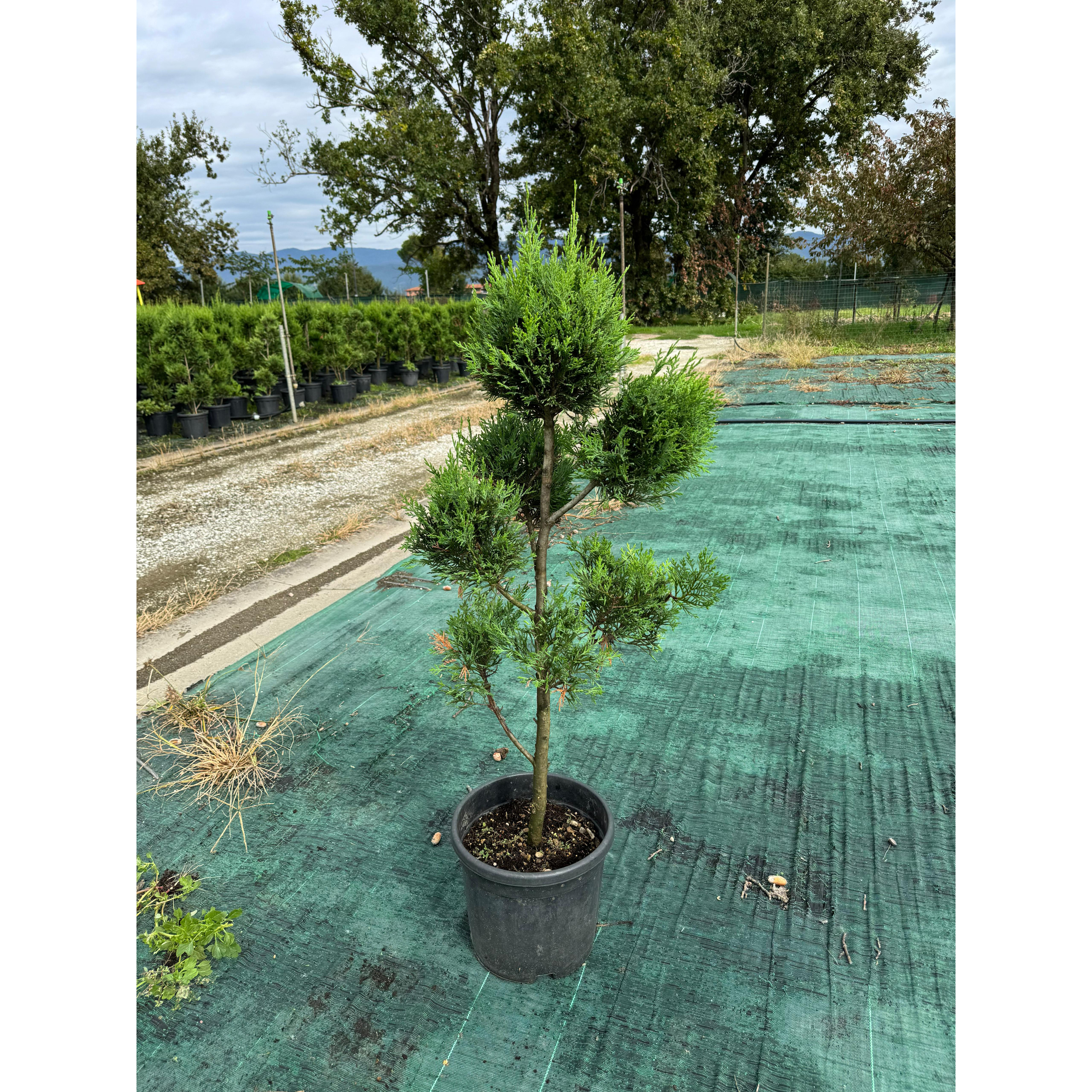 Leylandii Gold Pmpons 80-90cm Tall