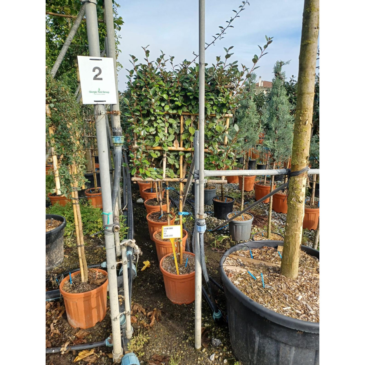 Elaeagnus Ebbingei Pleached, 90-100cm Stem, 8-10cm Girth, 70x70cm Frame