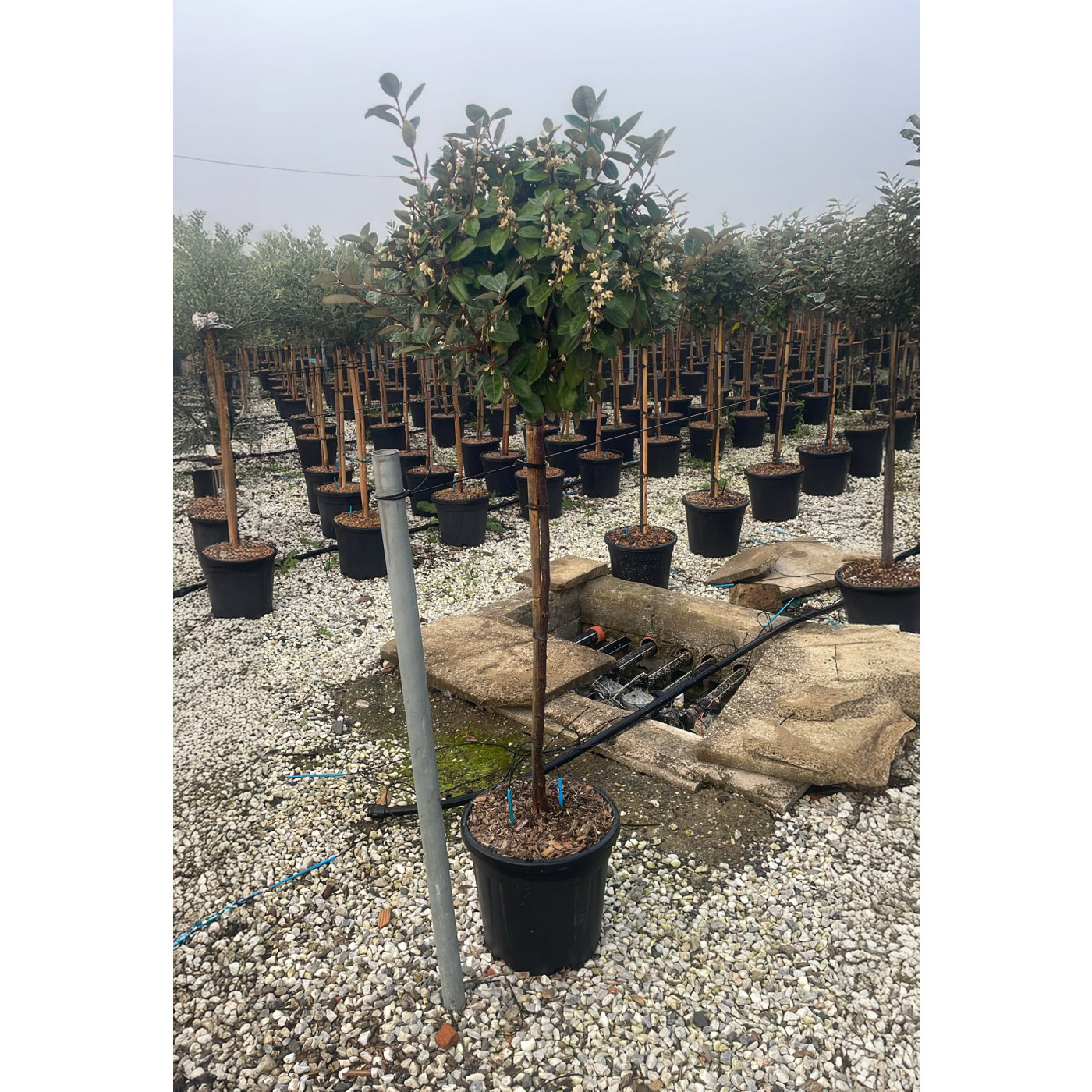 Elaeagnus Ebbingei on 1/2 Std Stem, 35-40cm Head Diameter