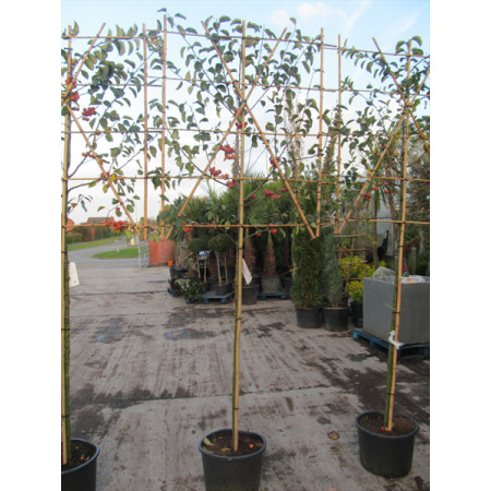 Malus ''Evereste'' (Crab Apple) espalier ltd quan in container 1.8m stem 1.5m high x 1.2m wide Pleached