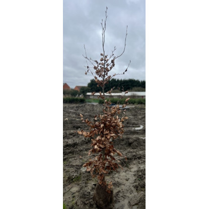 Copper Beech ''Fagus Sylvatica'' Hedging 1.8-2.0m (5ft-6ft) Rootball