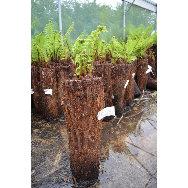 Tree Fern  Dicksonia Antarctica 2ft - TAKING ORDERS FOR LATE OCTOBER