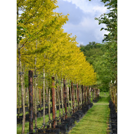 Gleditsia Sunburst 18/20 5 meters 16 feet - SOLD OUT