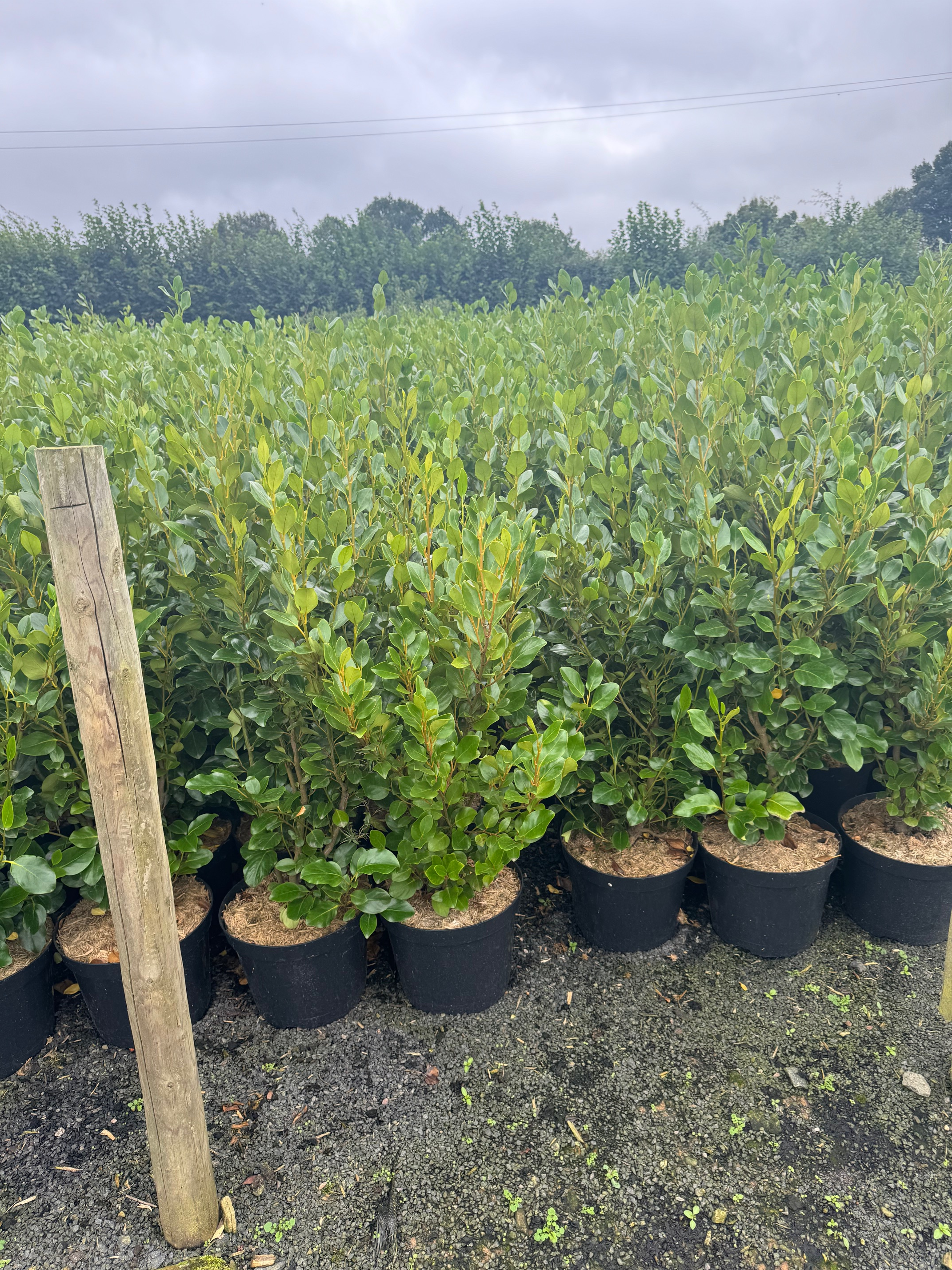 Griselinia "Green Horizon" 80-100cm 10lt